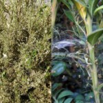 befallene Buchsbaumspflanze Foto: LfULG vom Buchsbaumzünsler befallener Buchsbaum