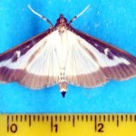 fertiger Falter des Buchsbaumzünslers Foto: LfULG buchsbaumzuensler fertiger Falter