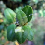 Gespinst des Buchsbaumszünslers Foto: LfULG gespinst-des-buchsbaumzuenslers