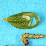 junge Raupe mit Schabefraß Foto: LfULG junge-raupe-mit-schabefrass