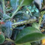 Raupe mit Gespinst Foto: LfULG raupe-mit-gespinst-des-buchsbaumzuenslers