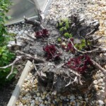 10. Gartenwanderung Zwickau